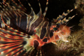   Juvenile lionfish Byron Bay. Taken demo Canon 7D 60mm lens. Bay lens  